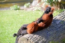 Sunbathing Lemur