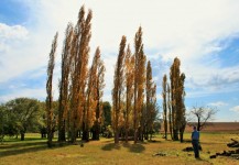 Tall Dimension Of Poplars