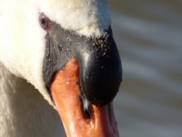 Head White Swan Closeup