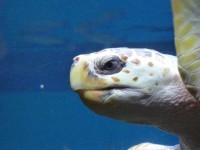 Sea Turtle Head