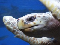 Head Sea Turtle