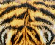 Tiger Fur Painting