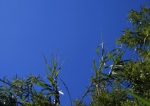 Tips Of Reeds Against Blue Sky