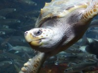 Turtle Swimming Sideways