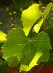 Translucent Vine Leaves