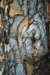 Tree Bark With Patches