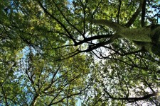 Tree Canopy 2