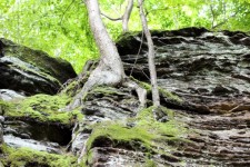 Tree Clinging To Rock