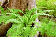 Tree With Ferns