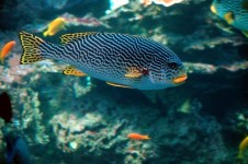 Tropical Salt Water Fish