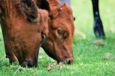 Twin Calves Grazing