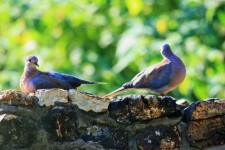 Two Laughing Doves On A Wall