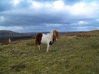 Welsh Mountain Pony