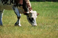 White And Brown Mottled Cow Grazing