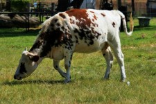 White & Brown Mottled Cow