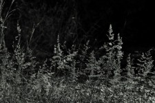 Wild Grass In Black And White