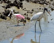 Wood Stork And Spoonbill