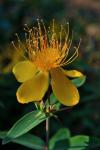 Yellow Hypericum Bloom