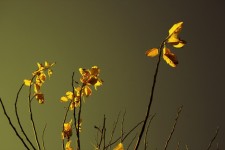Yellow Leaves In Eerie Light