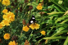Yellow Marigolds & Butterfly