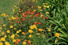 Yellow Marigolds In Garden Patch