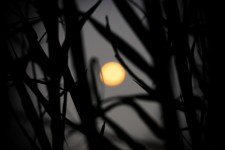 Yellow Moon Amongst The Reeds