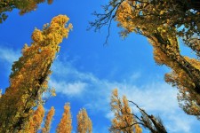 Yellow Poplar Trees In Blue Sky