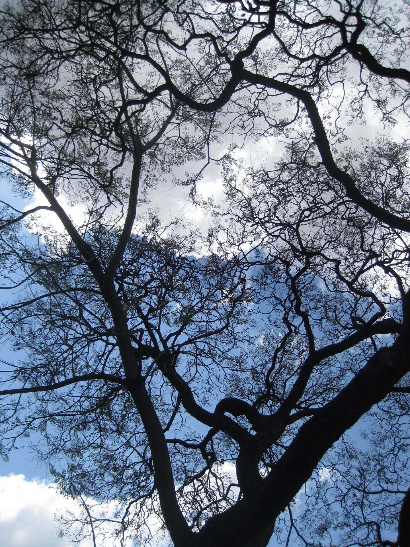 almost bare jacaranda tree against the  sky