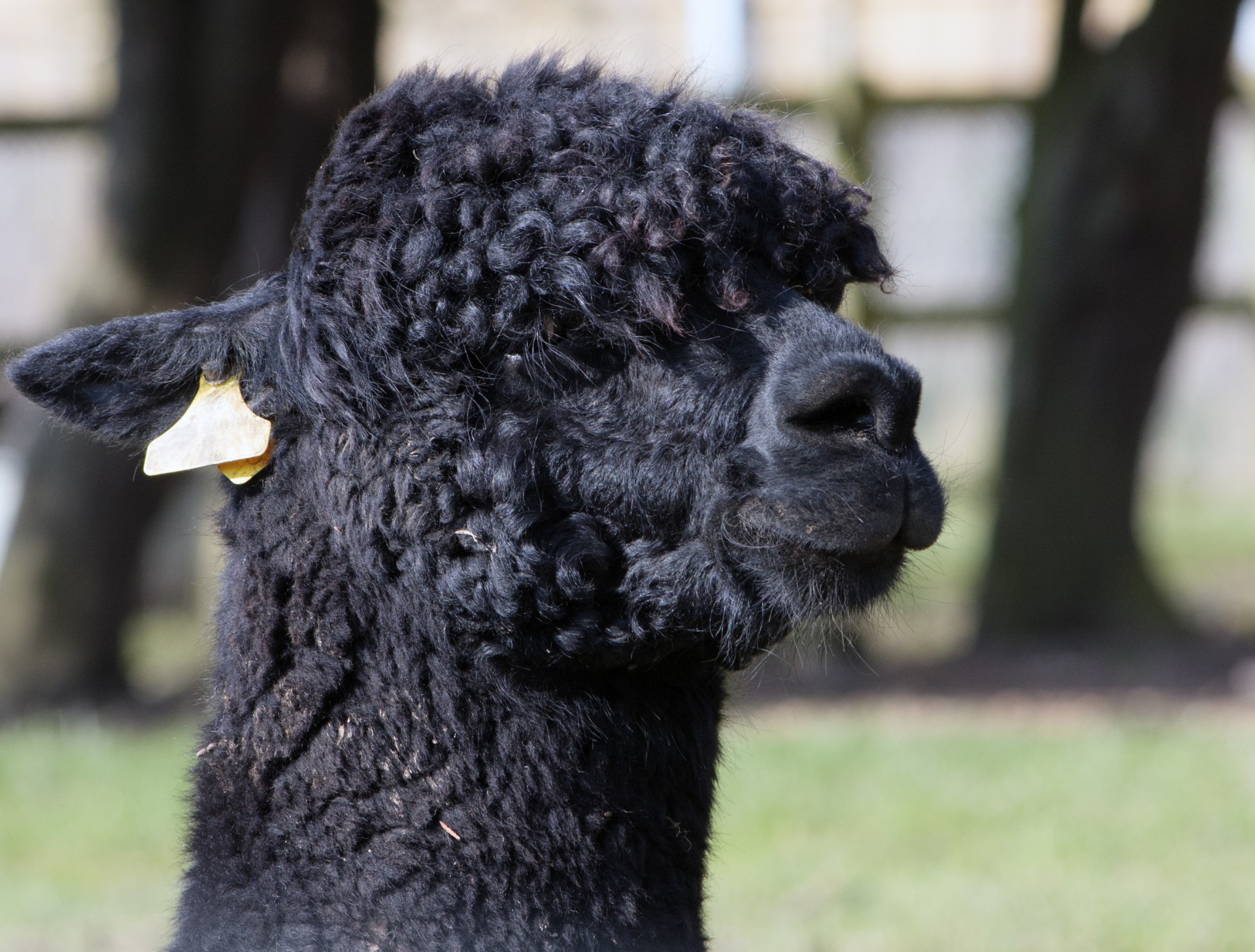 alpaca floatie