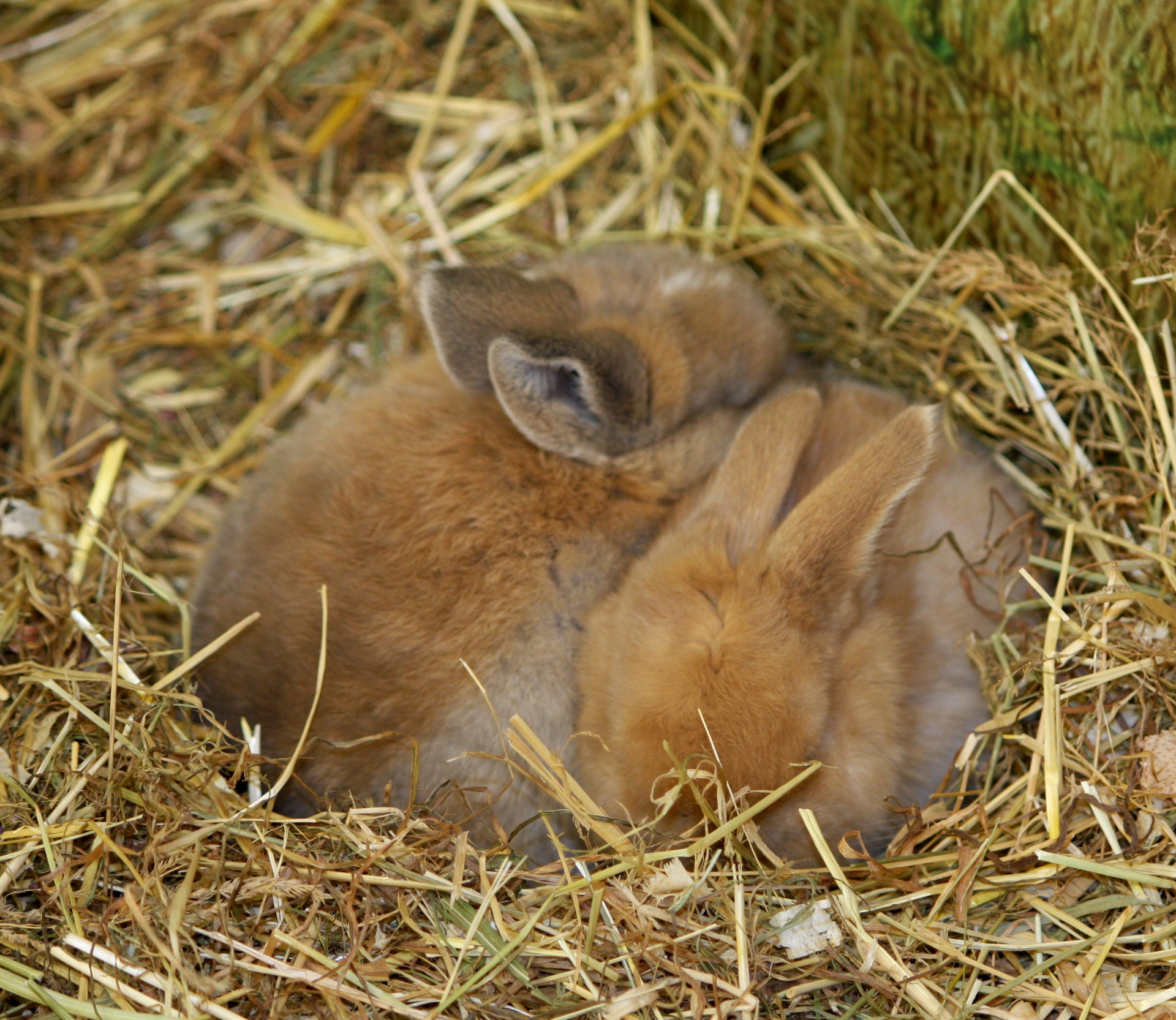Baby Bunny Rabbits
