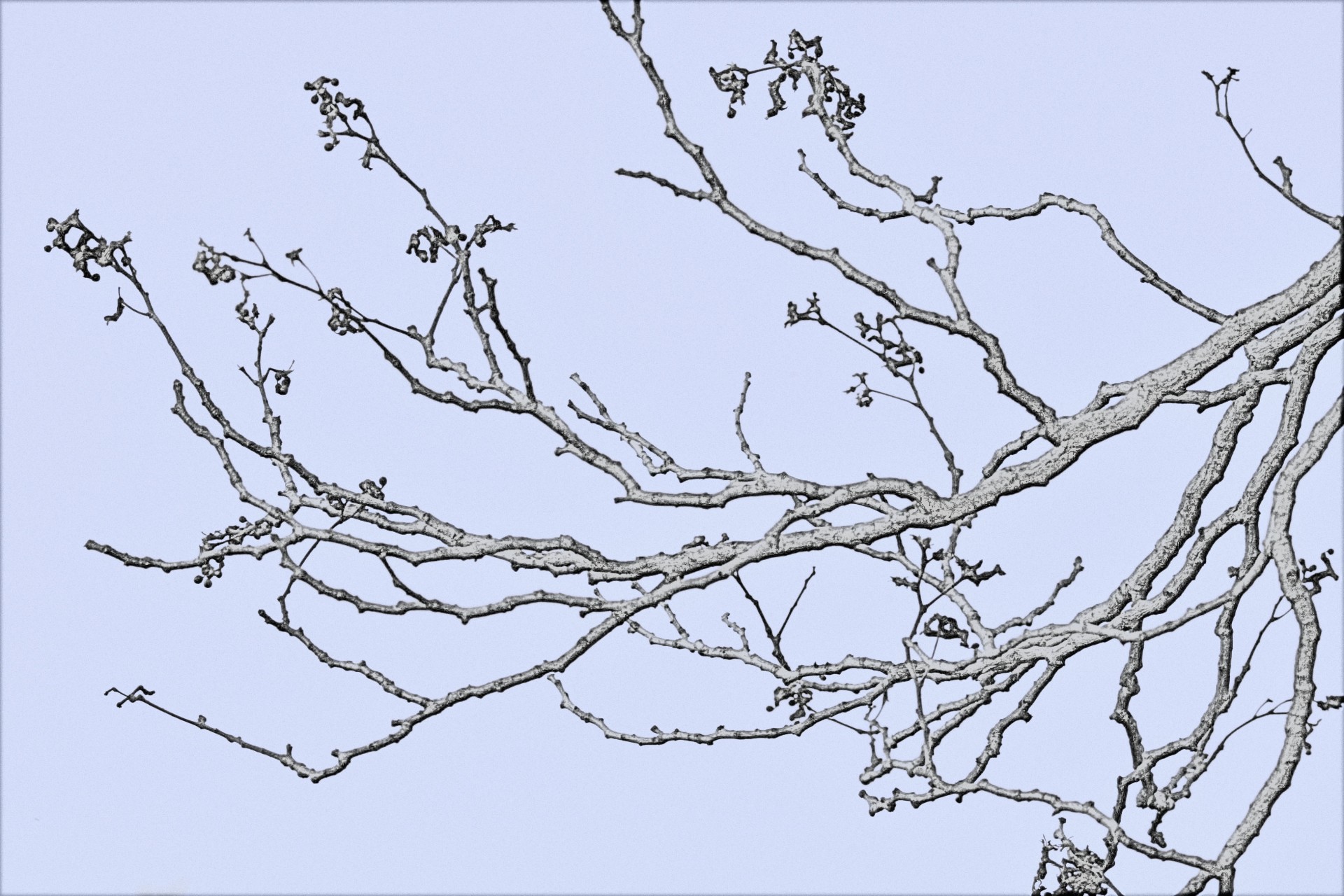 bare twigs against sky in line drawing