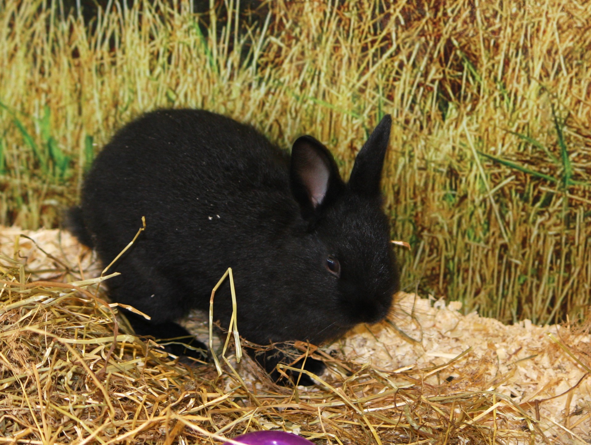 Black Bunny Rabbit