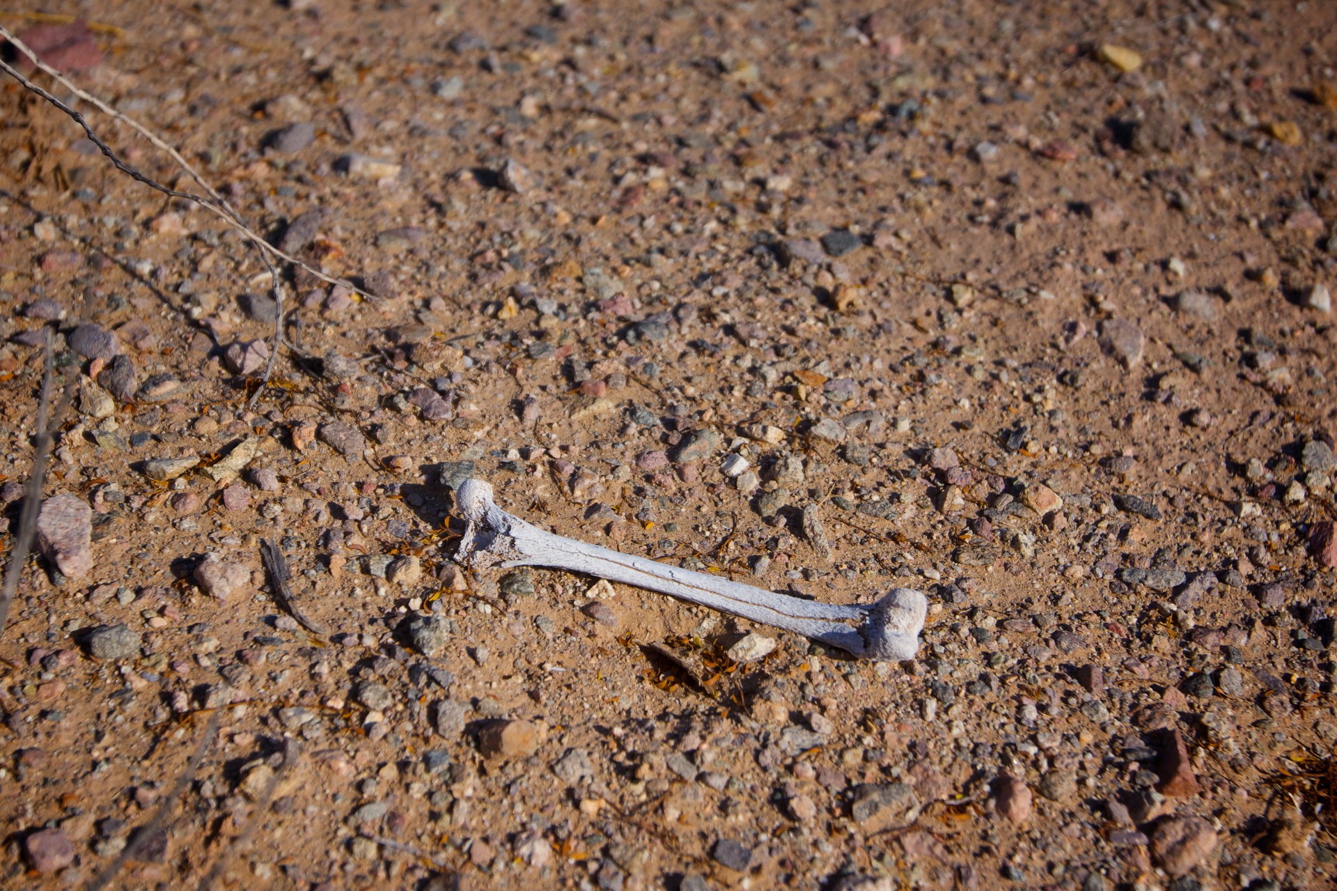 Bone In The Desert