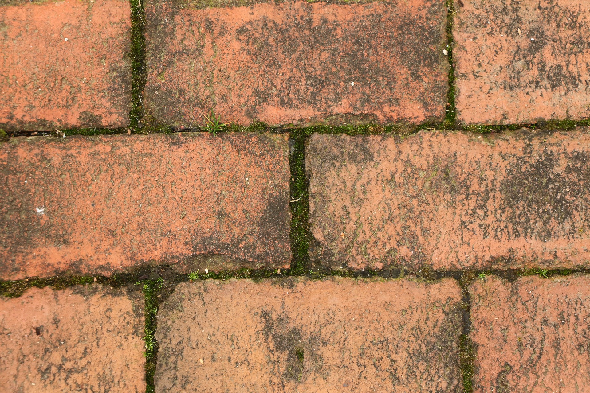Bricks With Moss