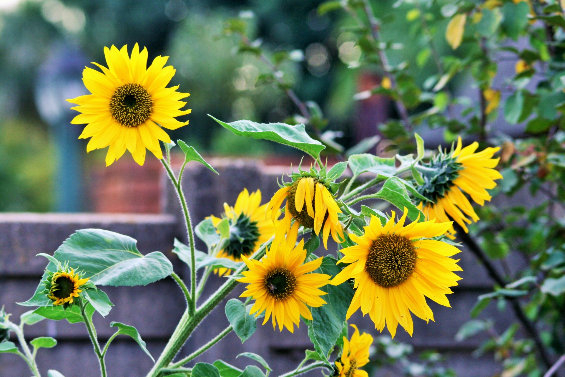 Bright Yellow Sunflowers Free Stock Photo - Public Domain Pictures