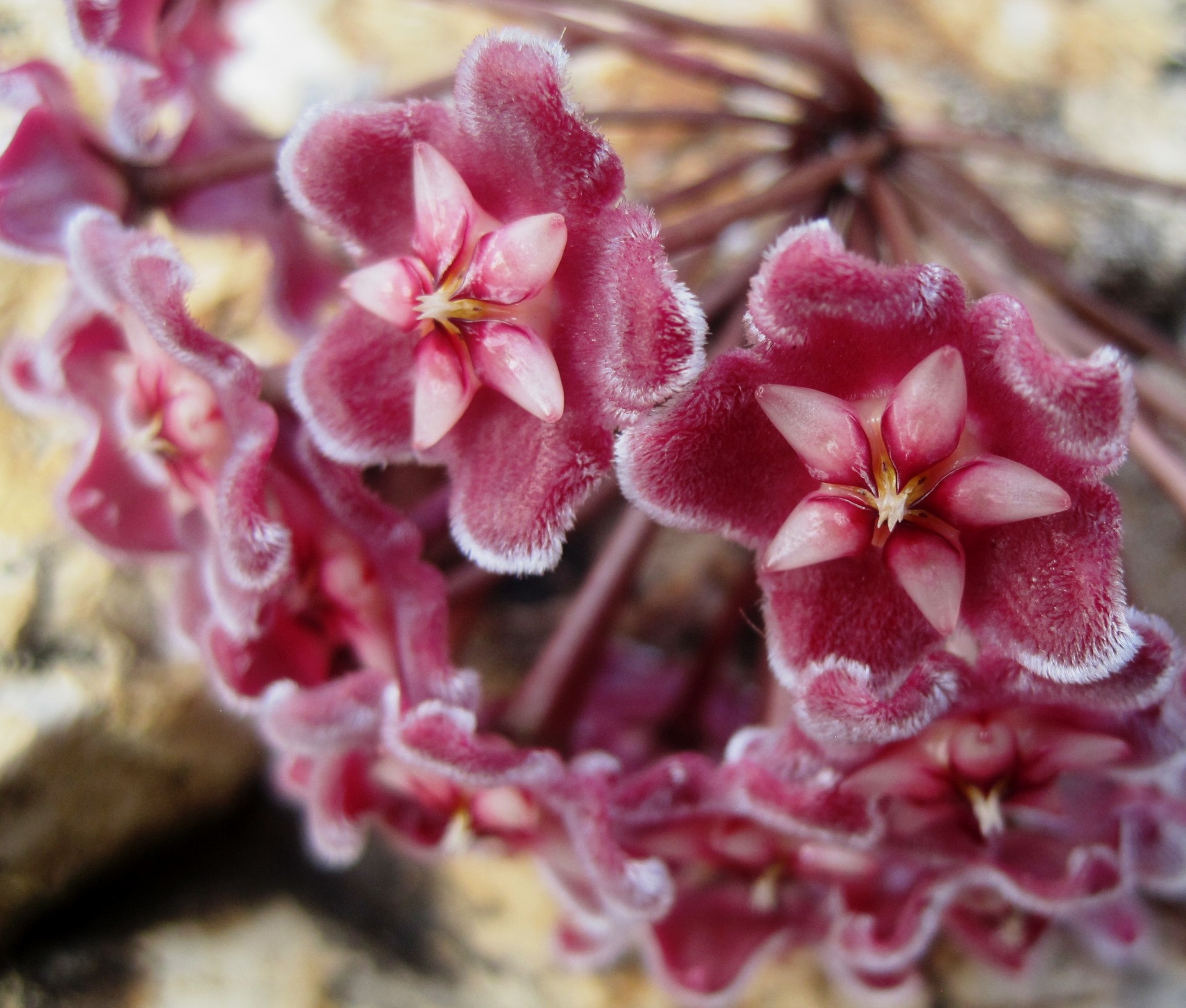 Close Up Of Hoya Flower