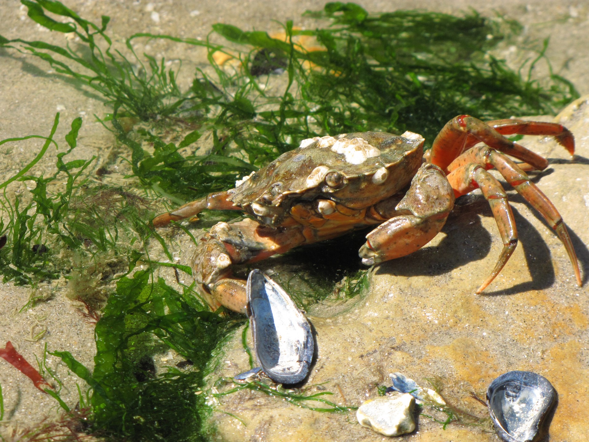 Crab On A Rock And Shell
