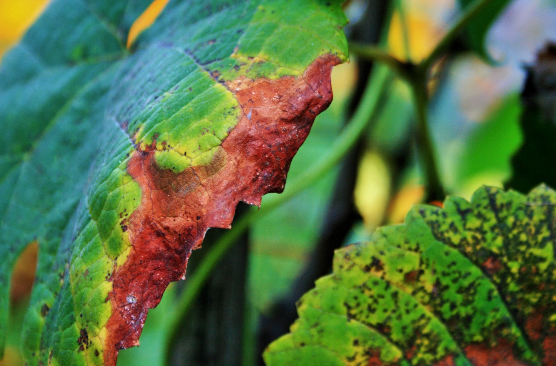 Discolored Vine Leaf