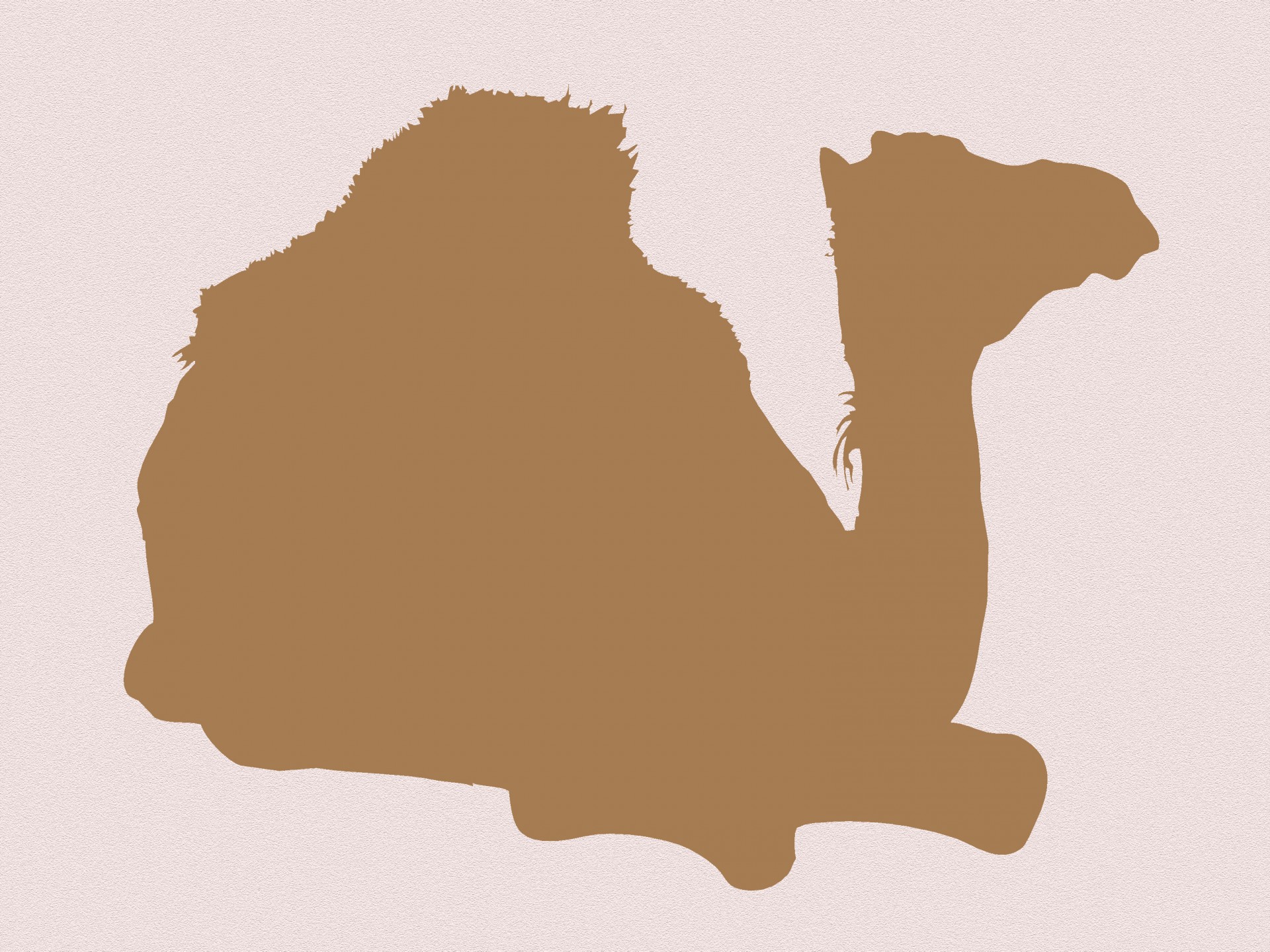 Dromedary Camel Animal