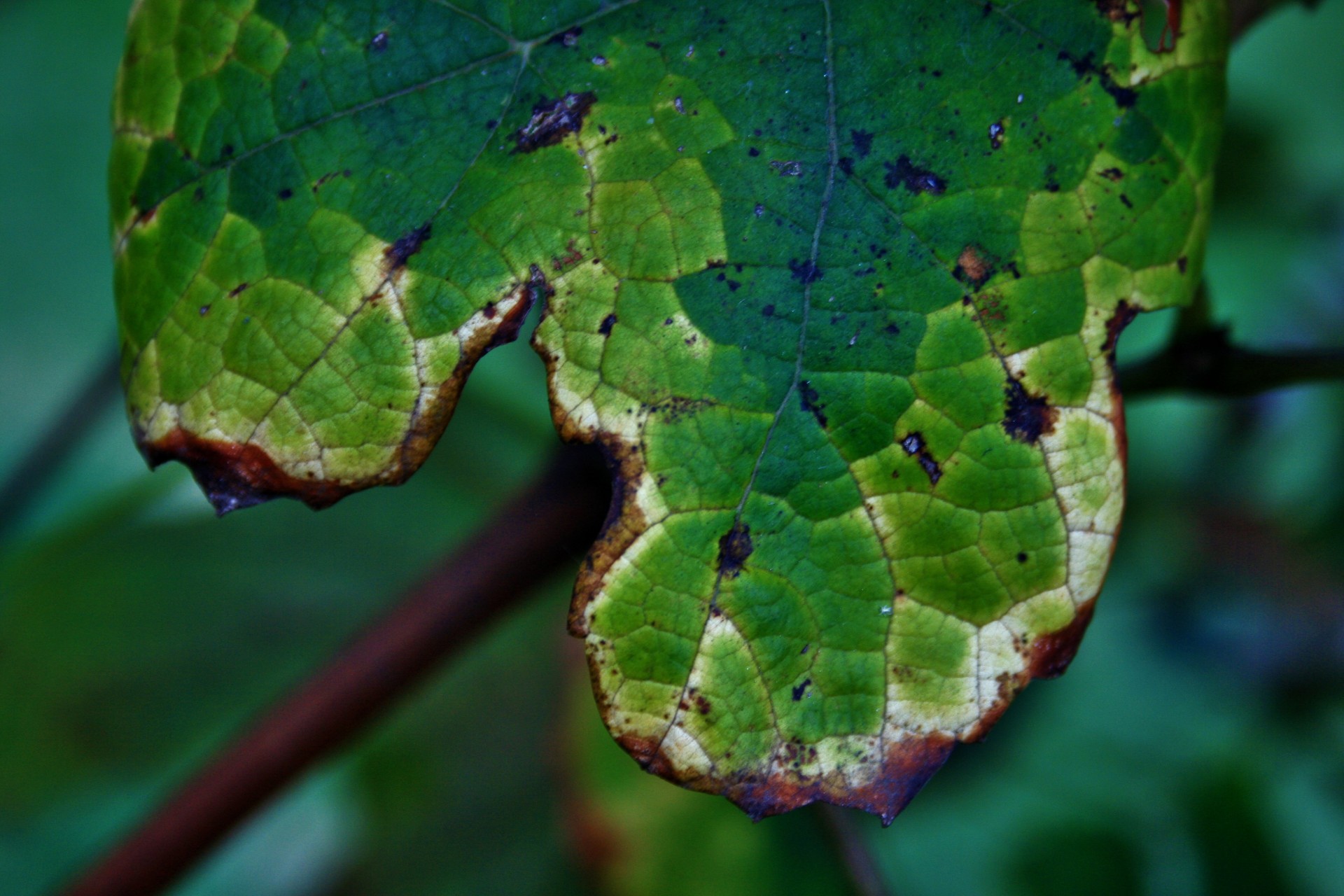 Dry Edge On Vine Leaf
