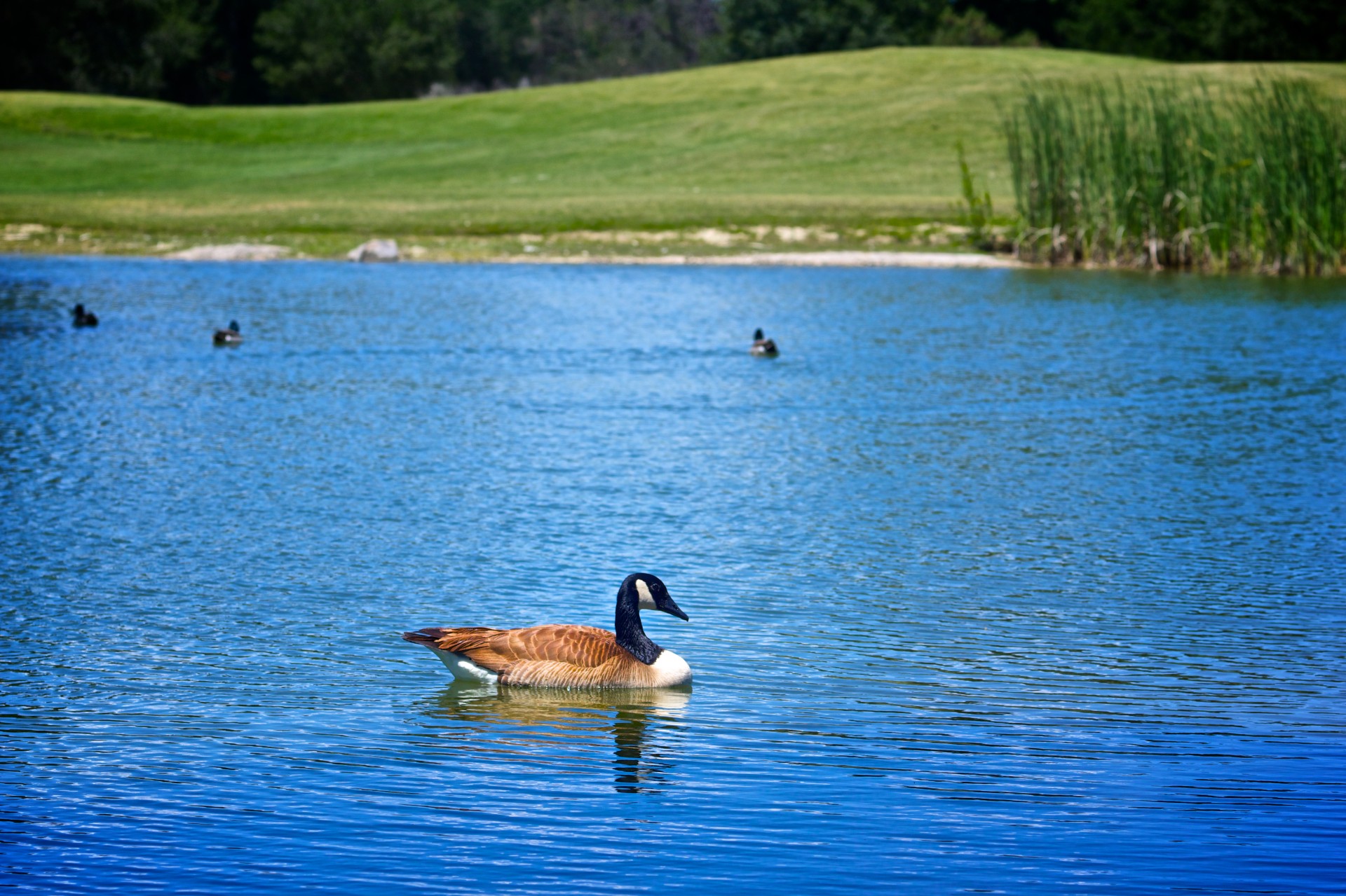 Duck Swims In Blue Pond