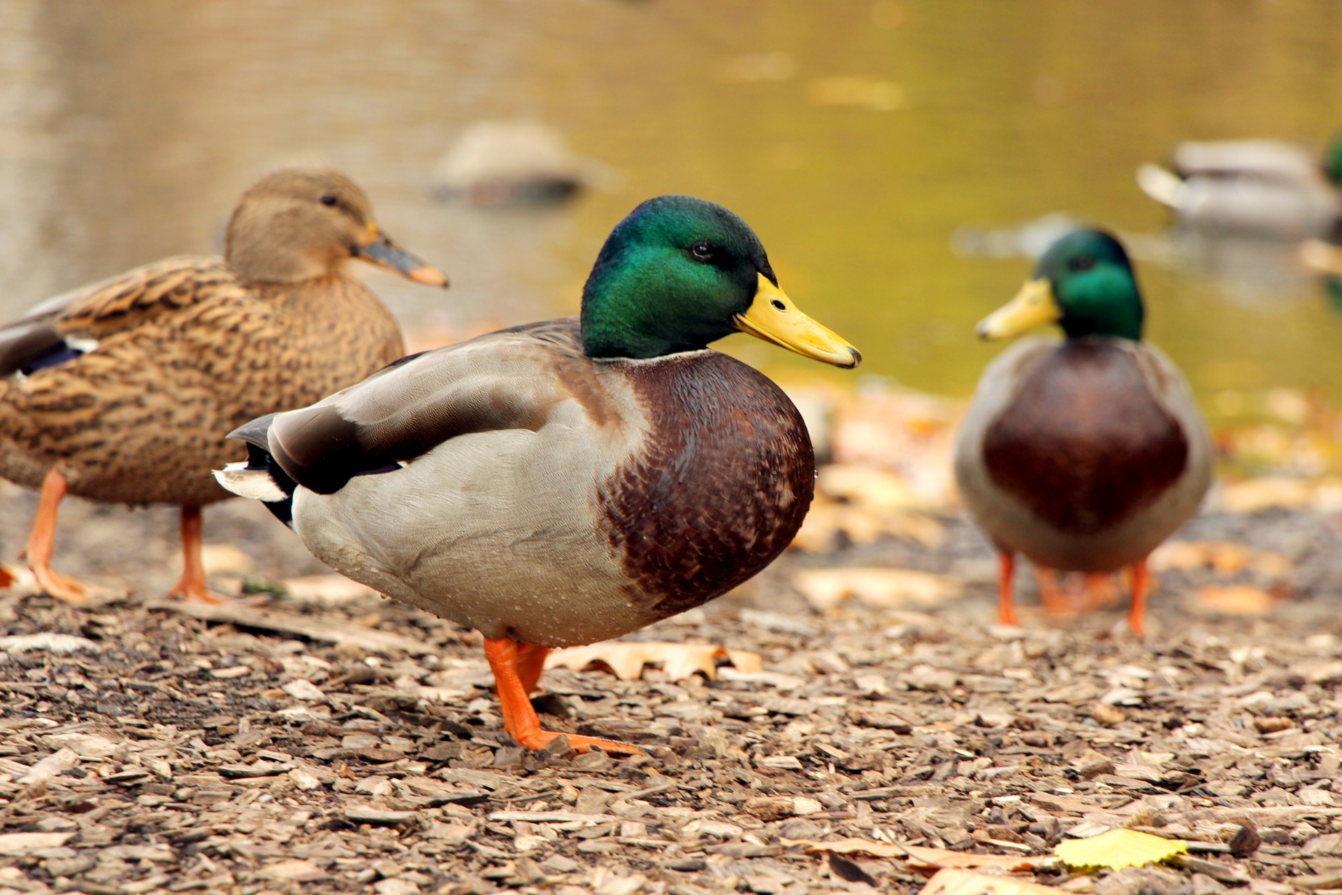 Ducks At Lakeside