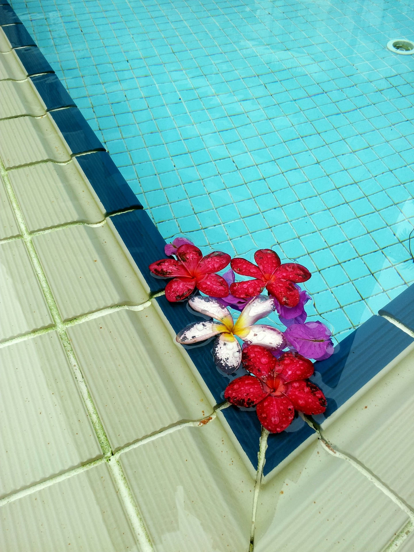 Fallen Flower On The Swimming Pool