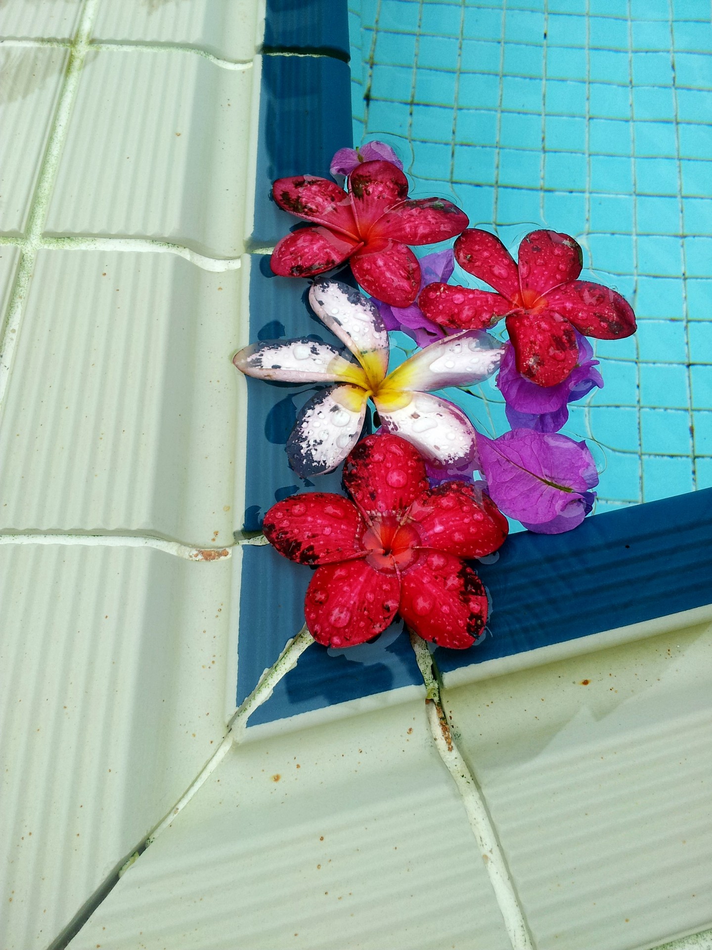 Fallen Flower On The Swimming Pool