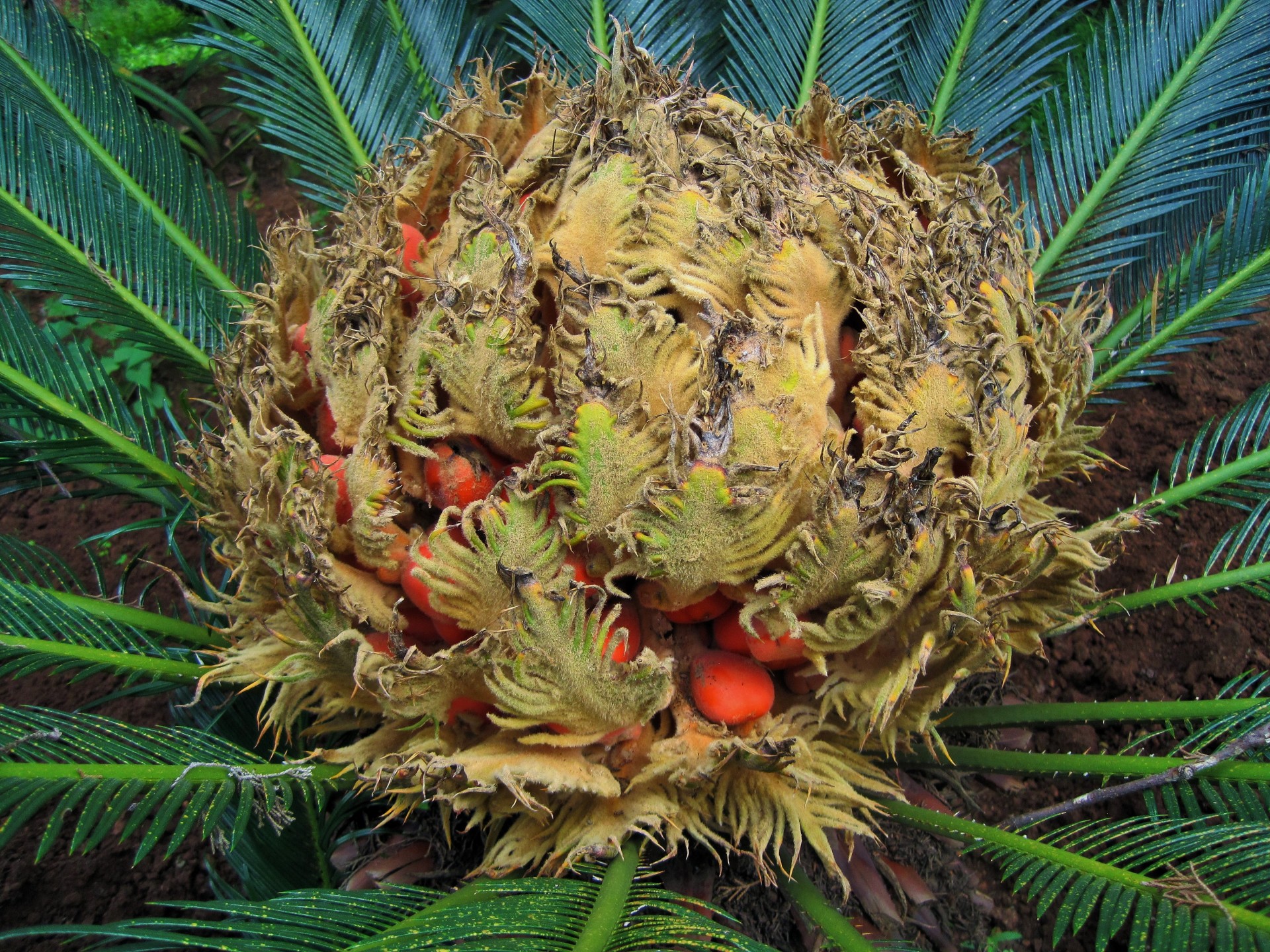 Female Cycad With Seeds