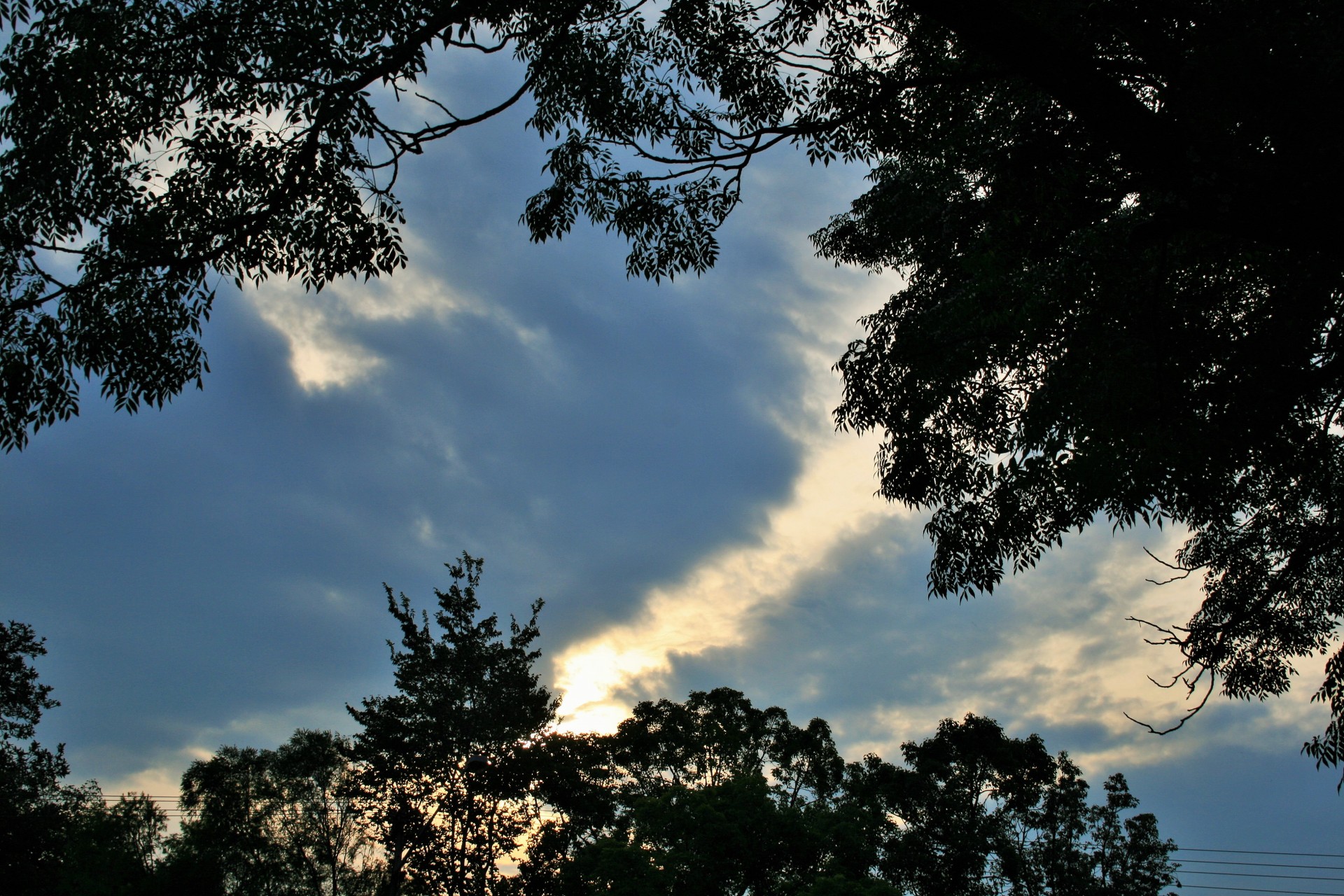 Foliage Silhouette & Light On Cloud