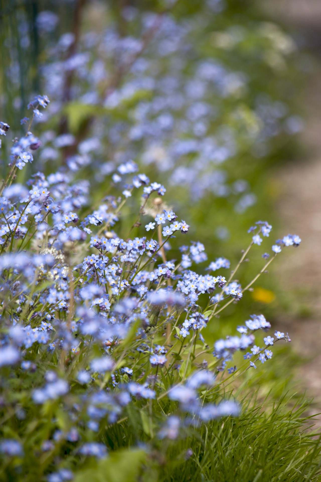 Forget-me-not Flowers