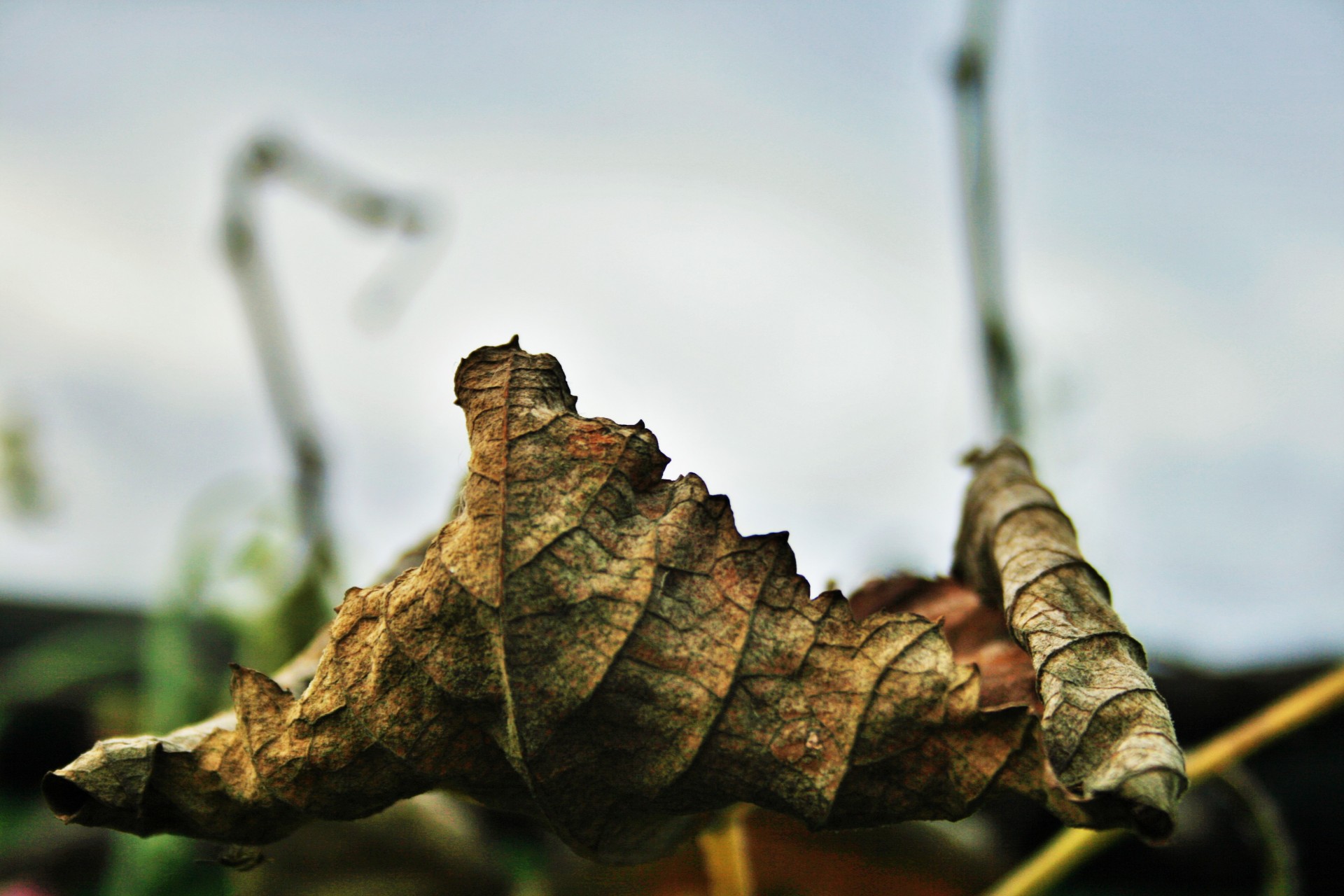 Crumpled Vine Leaf