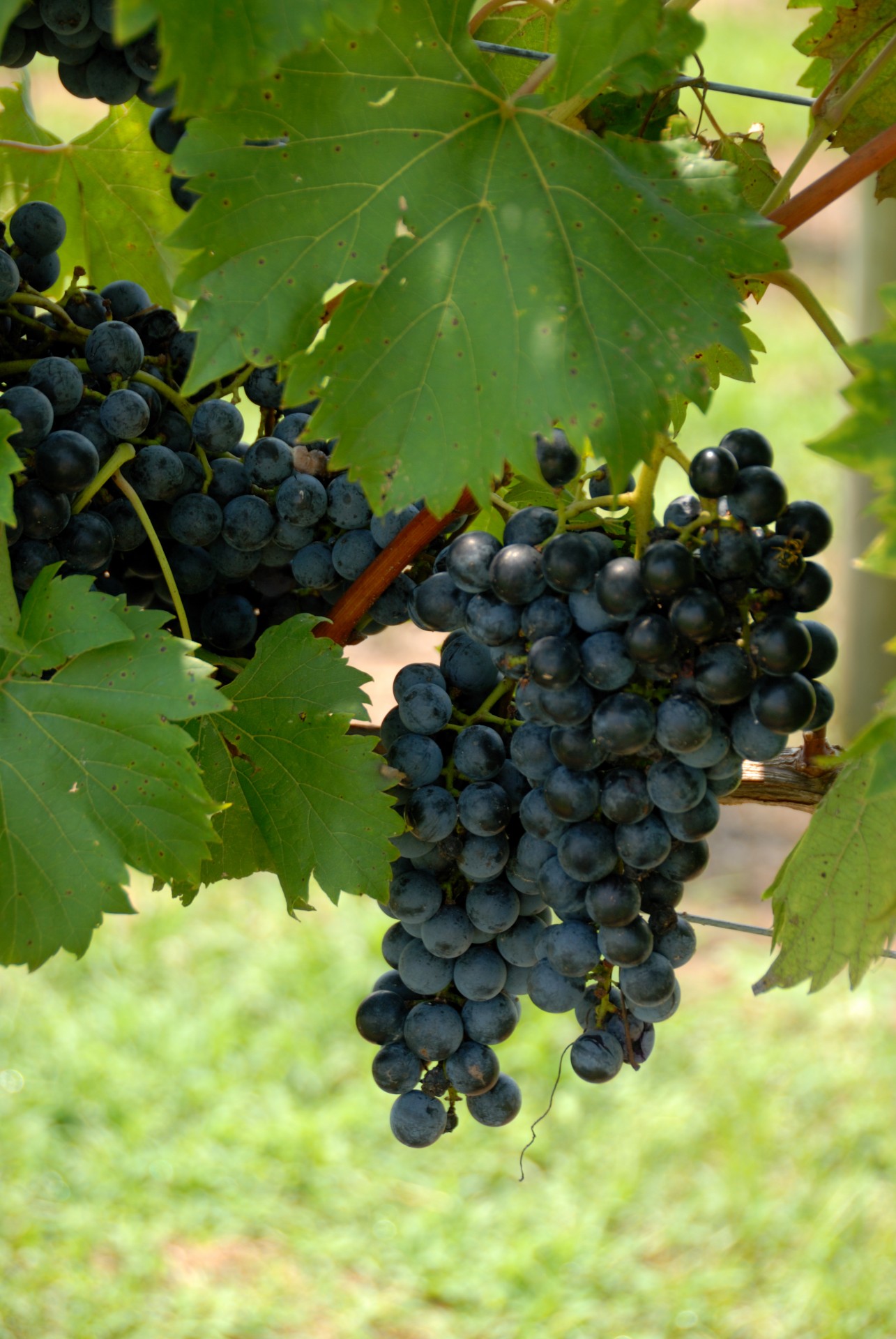Grapes at a vineyard at Georgia, USA