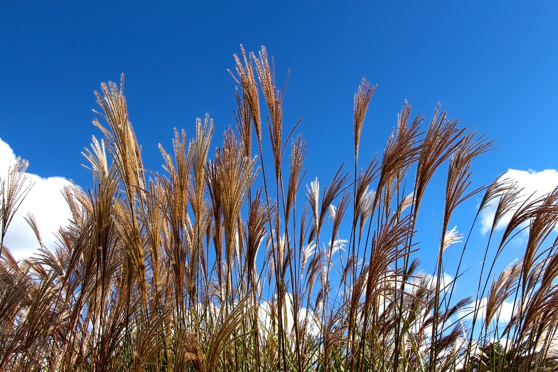 Grasses And Blue Sky